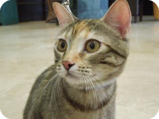 Manx Cat for Sale in Edmond, Oklahoma - Sunshine Manx Cat for Sale in Edmond, Oklahoma - Sunshine