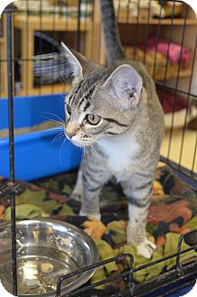 Domestic Shorthair Kitten for Sale in Houston, Texas - Attie Domestic Shorthair Kitten for Sale in Houston, Texas - Attie