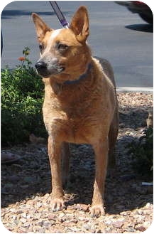 Australian Cattle Dog Dog for Sale in Scottsdale, Arizona - Dixie Australian Cattle Dog Dog for Sale in Scottsdale, Arizona - Dixie