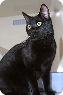 Domestic Shorthair Cat for Sale in Phoenix, Arizona - Riley Domestic Shorthair Cat for Sale in Phoenix, Arizona - Riley