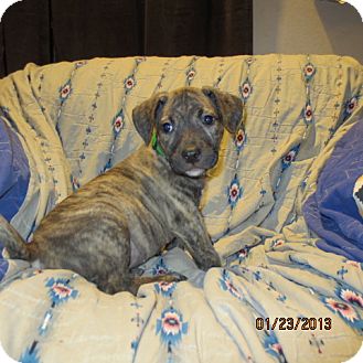 Retriever (Unknown Type)/Catahoula Leopard Dog Mix Puppy for Sale in Westminster, Colorado - Kiwi Retriever (Unknown Type)/Catahoula Leopard Dog Mix Puppy for Sale in Westminster, Colorado - Kiwi