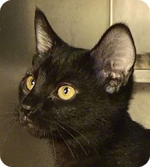 Domestic Shorthair Kitten for Sale in El Cajon, California - Ebony Domestic Shorthair Kitten for Sale in El Cajon, California - Ebony