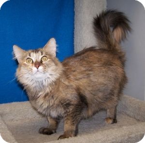 Domestic Mediumhair Cat for Sale in Colorado Springs, Colorado - Talia Domestic Mediumhair Cat for Sale in Colorado Springs, Colorado - Talia