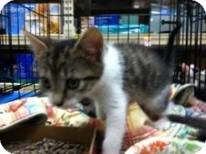 Domestic Shorthair Kitten for Sale in Cranford/Rartian, New Jersey - Daisy Domestic Shorthair Kitten for Sale in Cranford/Rartian, New Jersey - Daisy