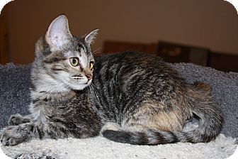 Domestic Shorthair Kitten for Sale in Phoenix, Arizona - Thumbolina Domestic Shorthair Kitten for Sale in Phoenix, Arizona - Thumbolina