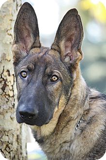 German Shepherd Dog Puppy for Sale in Los Angeles, California - Trevor von Torme German Shepherd Dog Puppy for Sale in Los Angeles, California - Trevor von Torme