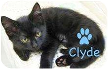 Bombay Cat for Sale in Mesa, Arizona - Clyde Bombay Cat for Sale in Mesa, Arizona - Clyde