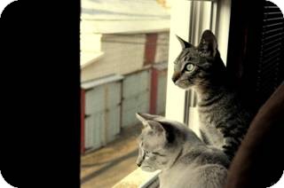 Siamese Cat for Sale in Harrisburg, North Carolina - Finn Siamese Cat for Sale in Harrisburg, North Carolina - Finn