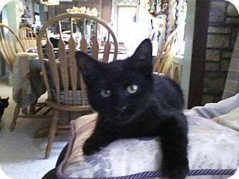 Domestic Shorthair Cat for Sale in Island Park, New York - Pumpurrnickel Domestic Shorthair Cat for Sale in Island Park, New York - Pumpurrnickel