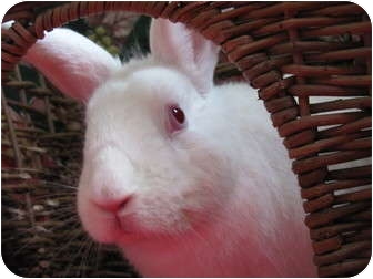 Florida White Mix for Sale in Huntsville, Alabama - Sparky Florida White Mix for Sale in Huntsville, Alabama - Sparky