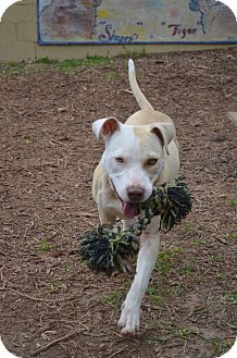 American Staffordshire Terrier Mix Dog for Sale in Houston, Texas - Ellie American Staffordshire Terrier Mix Dog for Sale in Houston, Texas - Ellie