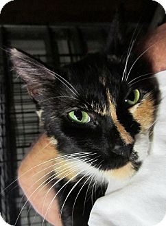 Domestic Shorthair Cat for Sale in Seminole, Florida - Sassy Domestic Shorthair Cat for Sale in Seminole, Florida - Sassy