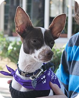 Chihuahua/Terrier (Unknown Type, Small) Mix Dog for Sale in North Palm Beach, Florida - Frank Chihuahua/Terrier (Unknown Type, Small) Mix Dog for Sale in North Palm Beach, Florida - Frank