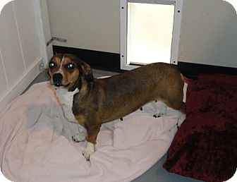 Dachshund/Beagle Mix Dog for Sale in Crocker, Missouri - Rascal Dachshund/Beagle Mix Dog for Sale in Crocker, Missouri - Rascal