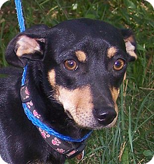 Dachshund/Beagle Mix Dog for Sale in Germantown, Maryland - Sadie Dachshund/Beagle Mix Dog for Sale in Germantown, Maryland - Sadie