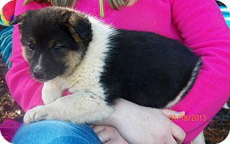 Husky/Shepherd (Unknown Type) Mix Puppy for Sale in Sussex, New Jersey - Polar Husky/Shepherd (Unknown Type) Mix Puppy for Sale in Sussex, New Jersey - Polar