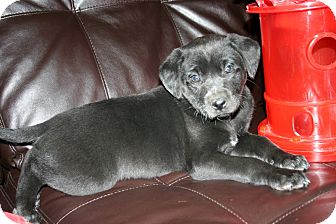 Cocker Spaniel/Labrador Retriever Mix Puppy for Sale in Glastonbury, Connecticut - Moon Cocker Spaniel/Labrador Retriever Mix Puppy for Sale in Glastonbury, Connecticut - Moon
