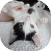 Domestic Shorthair Kitten for Sale in Vancouver, British Columbia - Mynxi Domestic Shorthair Kitten for Sale in Vancouver, British Columbia - Mynxi
