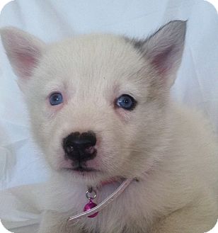 Siberian Husky Puppy for Sale in Thousand Oaks, California - Pearl Siberian Husky Puppy for Sale in Thousand Oaks, California - Pearl
