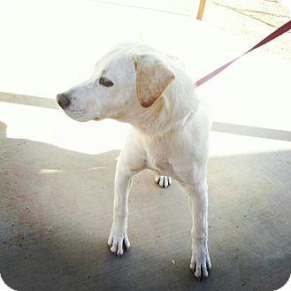 Labrador Retriever Mix Dog for Sale in Scottsdale, Arizona - Charlize Labrador Retriever Mix Dog for Sale in Scottsdale, Arizona - Charlize