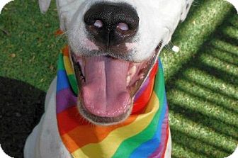 Dalmatian/American Staffordshire Terrier Mix Dog for Sale in NA, Oklahoma - Energetic Taylor Dalmatian/American Staffordshire Terrier Mix Dog for Sale in NA, Oklahoma - Energetic Taylor