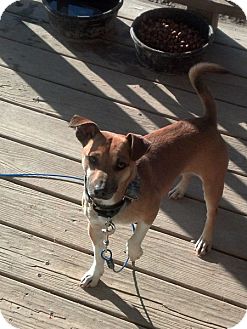 Jack Russell Terrier Mix Dog for Sale in Rising Sun, Indiana - Willie Jack Russell Terrier Mix Dog for Sale in Rising Sun, Indiana - Willie