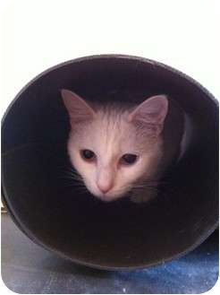 Domestic Shorthair Cat for Sale in Pittstown, New Jersey - Isabella Domestic Shorthair Cat for Sale in Pittstown, New Jersey - Isabella