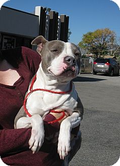 Staffordshire Bull Terrier/Staffordshire Bull Terrier Mix Dog for Sale in San Diego, California - Patsy URGENT Staffordshire Bull Terrier/Staffordshire Bull Terrier Mix Dog for Sale in San Diego, California - Patsy URGENT