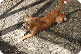 Chihuahua Mix Puppy for Sale in san antonio, Texas - Gilligan Chihuahua Mix Puppy for Sale in san antonio, Texas - Gilligan