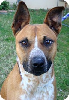 Australian Cattle Dog/Shepherd (Unknown Type) Mix Dog for Sale in Red Bluff, California - Brice-URGENT Australian Cattle Dog/Shepherd (Unknown Type) Mix Dog for Sale in Red Bluff, California - Brice-URGENT