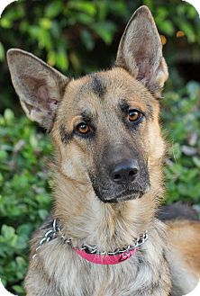 German Shepherd Dog Dog for Sale in Los Angeles, California - Marin von Mirow German Shepherd Dog Dog for Sale in Los Angeles, California - Marin von Mirow