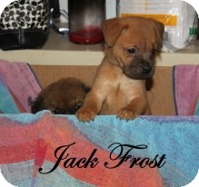 Shepherd (Unknown Type)/Husky Mix Puppy for Sale in Dry Branch, Georgia - Jack Frost Shepherd (Unknown Type)/Husky Mix Puppy for Sale in Dry Branch, Georgia - Jack Frost