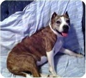 American Pit Bull Terrier Mix Dog for Sale in Youngstown, Ohio - Penny American Pit Bull Terrier Mix Dog for Sale in Youngstown, Ohio - Penny