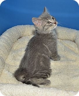 Bengal Kitten for Sale in Ranch Palos Verdes, California - Frosty Bengal Kitten for Sale in Ranch Palos Verdes, California - Frosty
