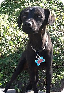 Terrier (Unknown Type, Small)/Patterdale Terrier (Fell Terrier) Mix Dog for Sale in San Diego, California - JORDAN Terrier (Unknown Type, Small)/Patterdale Terrier (Fell Terrier) Mix Dog for Sale in San Diego, California - JORDAN