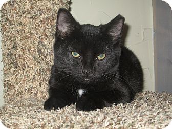 Domestic Shorthair Kitten for Sale in Richland, Michigan - Comet Domestic Shorthair Kitten for Sale in Richland, Michigan - Comet