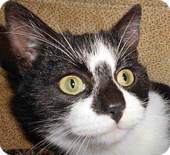 Domestic Shorthair Kitten for Sale in Morganton, North Carolina - Tux Domestic Shorthair Kitten for Sale in Morganton, North Carolina - Tux