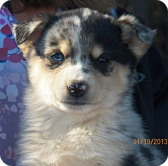 Husky/Catahoula Leopard Dog Mix Puppy for Sale in Sussex, New Jersey - Phantom Husky/Catahoula Leopard Dog Mix Puppy for Sale in Sussex, New Jersey - Phantom