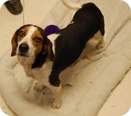 Beagle Mix Dog for Sale in Richmond, Virginia - Becky Beagle Mix Dog for Sale in Richmond, Virginia - Becky