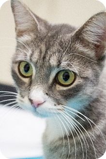 Domestic Shorthair Cat for Sale in Chicago, Illinois - Pookie Domestic Shorthair Cat for Sale in Chicago, Illinois - Pookie