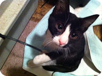 Domestic Shorthair Kitten for Sale in Horsham, Pennsylvania - Sylvester Domestic Shorthair Kitten for Sale in Horsham, Pennsylvania - Sylvester