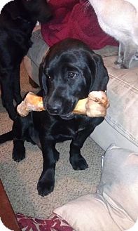 Labrador Retriever Mix Puppy for Sale in Rochester, Michigan - Tucker Labrador Retriever Mix Puppy for Sale in Rochester, Michigan - Tucker