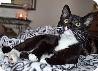Domestic Shorthair Cat for Sale in Xenia, Ohio - Joey Domestic Shorthair Cat for Sale in Xenia, Ohio - Joey