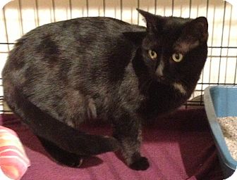Domestic Shorthair Cat for Sale in Chicago, Illinois - Therese Domestic Shorthair Cat for Sale in Chicago, Illinois - Therese