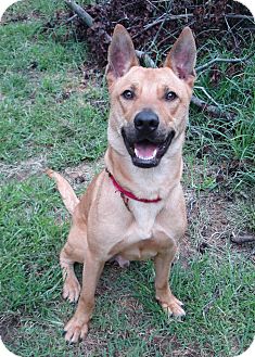 Labrador Retriever/Shepherd (Unknown Type) Mix Dog for Sale in Richmond, Virginia - Scooby Labrador Retriever/Shepherd (Unknown Type) Mix Dog for Sale in Richmond, Virginia - Scooby