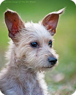 Chihuahua/Terrier (Unknown Type, Small) Mix Puppy for Sale in Porter, Texas - Acme Chihuahua/Terrier (Unknown Type, Small) Mix Puppy for Sale in Porter, Texas - Acme