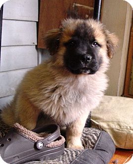 Leonberger/Shepherd (Unknown Type) Mix Puppy for Sale in Glastonbury, Connecticut - Sweet Pearl ~ Adopted!~ Leonberger/Shepherd (Unknown Type) Mix Puppy for Sale in Glastonbury, Connecticut - Sweet Pearl ~ Adopted!~