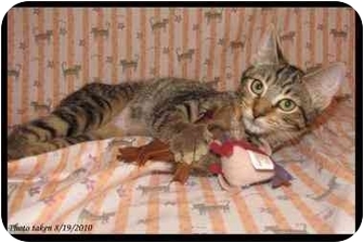 Domestic Shorthair Kitten for Sale in Orlando, Florida - Teva Domestic Shorthair Kitten for Sale in Orlando, Florida - Teva