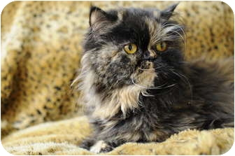 Persian Cat for Sale in Columbus, Ohio - Lady Joy Persian Cat for Sale in Columbus, Ohio - Lady Joy
