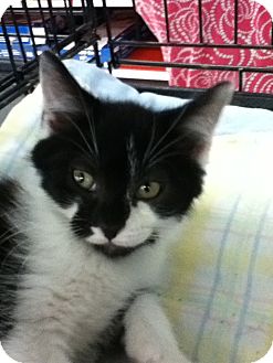 Domestic Mediumhair Kitten for Sale in Riverside, Rhode Island - Andre Domestic Mediumhair Kitten for Sale in Riverside, Rhode Island - Andre